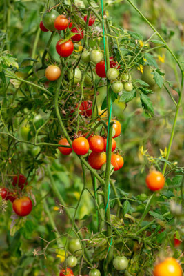 mixera tomato Seed(90 per packet)