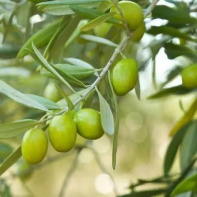 MAA Pear Seed(13 per packet)