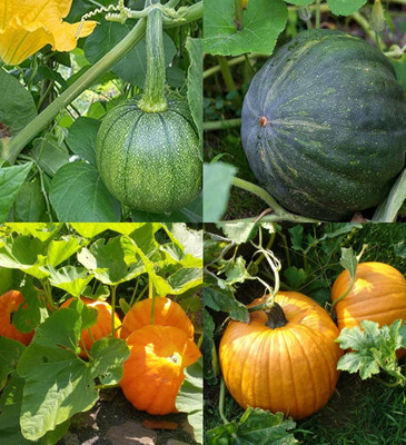 ibains Hybrid pumpkin seeds for farming beez 31 Seed(31 per packet)
