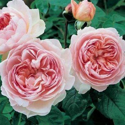 CYBEXIS ATS-50 - English Rose - (100 Seeds) Seed(100 per packet)