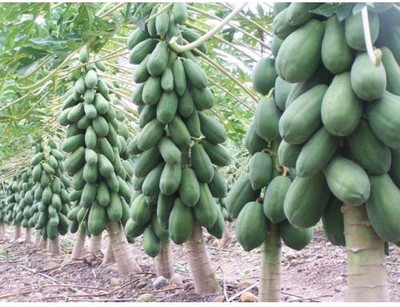 KNESSiN Papaya Seeds Hybrid Fruit Seeds For Garden Bonsai Seed(50 per packet)