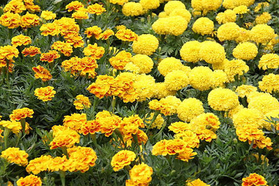 AGROVIATION marigold/gende ka phool flower seeds Seed(50 per packet)