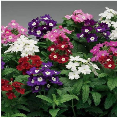 wequality trailing verbena seeds Seed(30 per packet)