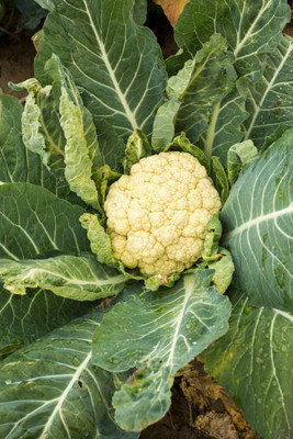 Harsh Impex white cauliflower,gobhee seeds Seed(35 per packet)