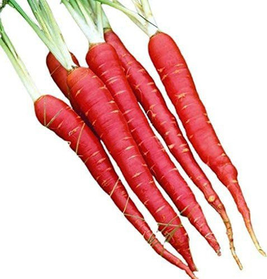 CYBEXIS LX-47 - Atomic Red Carrot - (2250 Seeds) Seed(2250 per packet)