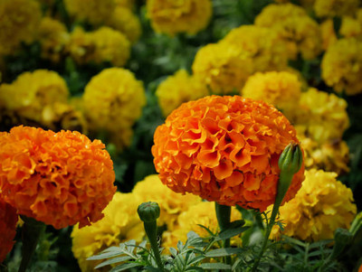 Darshan Sandhya marigold/gende ka phool flower seeds Seed(75 per packet)