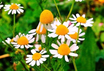 VibeX HUA-48 - Chamomile German Matricaria chamomilla - (2250 Seeds) Seed(2250 per packet)