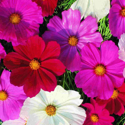 CYBEXIS Cosmos Bipinnatus Sensation Mix Seeds - Mixed Colour Seeds Seed(1 g)