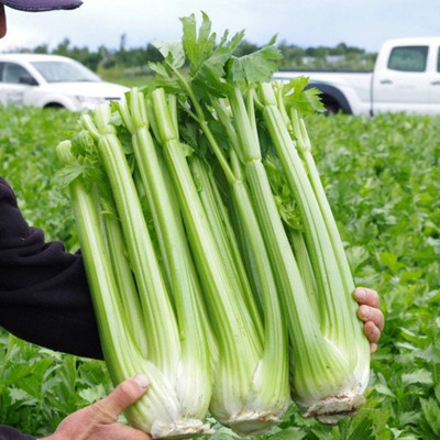 ENTENT Celery Tall Utah Vegetable Seed(80 per packet)