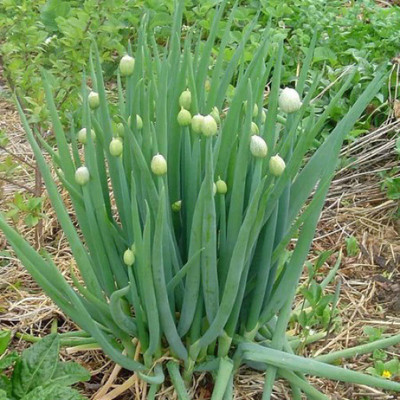CYBEXIS LX-30 - Green Welsh Onion Bunching - (4500 Seeds) Seed(4500 per packet)
