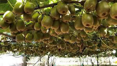 XOLDAA f1 quality hybrid kiwi fruit Seed(85 per packet)