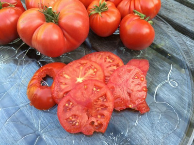 CYBEXIS Salad Tomato Varieties—'Pantano Romanesco’2000 Seeds Seed(2000 per packet)