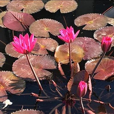 Aywal Mixed Color Water Lily Seed(7 per packet)