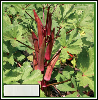 KNESSiN Red Okra-{600 Seeds} Seed(600 per packet)