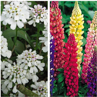 Aywal Candytuft Flower & Lupine Mix Flower Seed(10 per packet)
