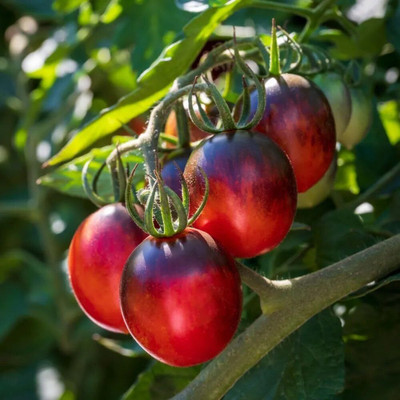 Biosnyg Fast Growing Black Moon Tomato Seeds For Planting - (4000 Seeds) Seed(4000 per packet)
