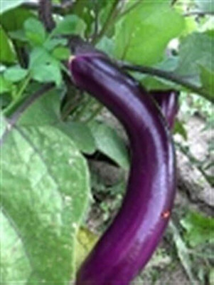 Biosnyg Open-Pollinated Asian Brinjal PINTUNG Long Eggplant ( Seeds) Seed(5000 per packet)