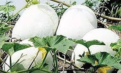 Dbbrothers ash gourd seeds hybrid pack of 12 Seed(12 per packet)