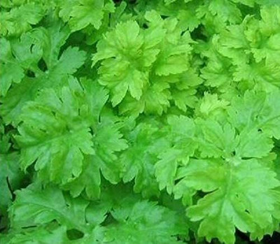 CYBEXIS Seeds of Vegetable Celery Green Soup2800 Seeds Seed(2800 per packet)