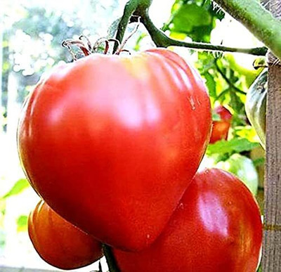 Aywal High Yield Tomato F1 RED Ruby Hybrid Seed(325 per packet)