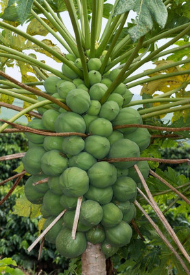 the green dotcom Thai Papaya Seeds Hybrid Variety Dwarf Fruit Seed(210 per packet)