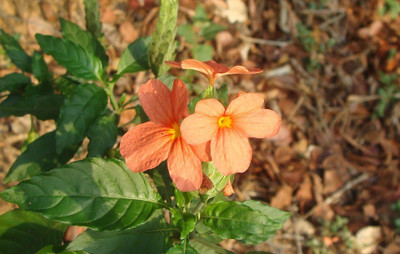 MAA Crossandra, Firecracker Seed(30 per packet)