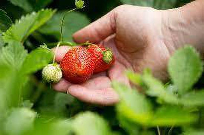 XOLDAA F1 HYBRID best quality strawberry fruit seeds Seed(101 per packet)