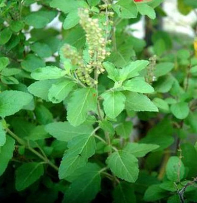 TRICONE RAMA BASIL Seed(600 per packet)