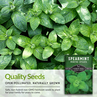 Qualtivate XXX-4A Spearmint Seed Mentha Spicata Seed(200 per packet)