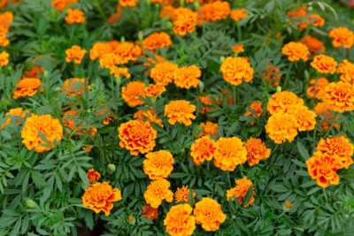 greenglory marigold,gende ka phool seeds Seed(21 per packet)