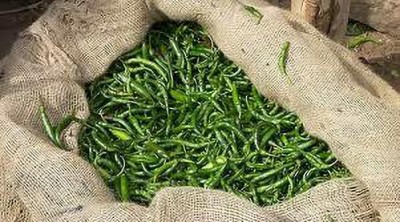 greenfarm chilli seed Seed(100 per packet)