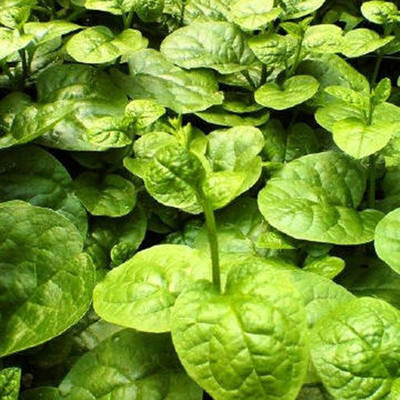 KNESSiN XI-61 Basella Rubra Ceylon Spinach Seed(200 per packet)