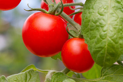 SAMS AGRO tomato Seed(25 per packet)