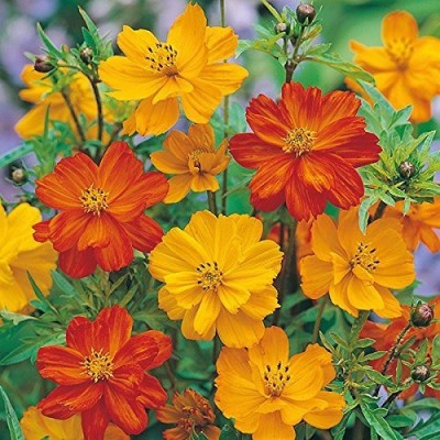 MAA Cosmos Seed(112 per packet)