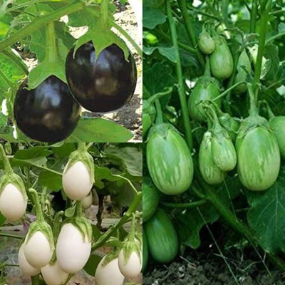 ibains Brinjal seeds combo Seed(420 per packet)