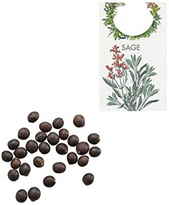 KNESSiN VII-78 Sage Seed(100 per packet)