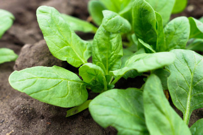 AFARTIOBINA 96 PCS SPINACH SEEDS-A02 Seed(96 per packet)