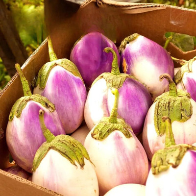 Biosnyg Heat Tolerant Brinjal Rotonda Bianca Sfumata di Rosa ( Seeds) Seed(2000 per packet)