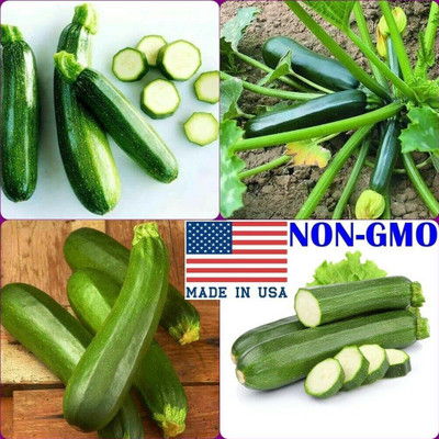 VibeX ® VMR-477 Dark Green Zucchini Squash Seeds Seed(100 per packet)