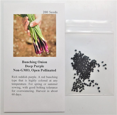 CYBEXIS NBIR-59 - Bunching Onion Deep Purple - (4500 Seeds) Seed(4500 per packet)