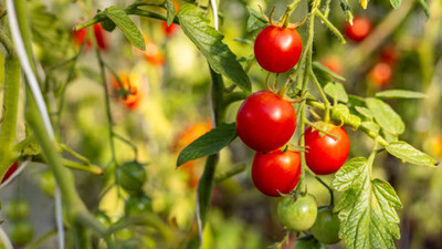 Treepoint tomato Seed(55 per packet)