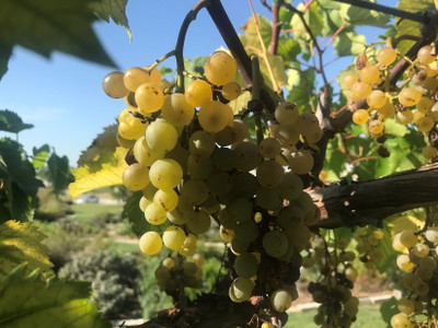 Quentova grapes-GBPUT-3P Seed(50 per packet)