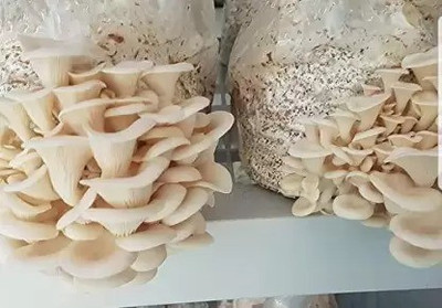 MAA Mushroom Seed(190 per packet)