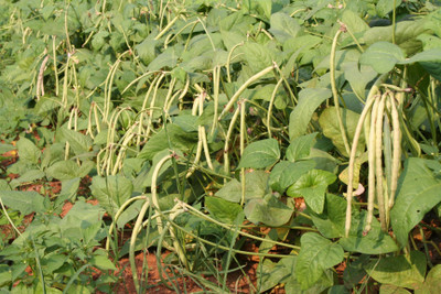 BHUSAN Lobiya Seed(278 per packet)