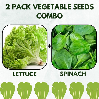 Infiniteseeds 2 Pack Combo Of Lettuce And Spinach Vegetable Seeds Seed(50 per packet)