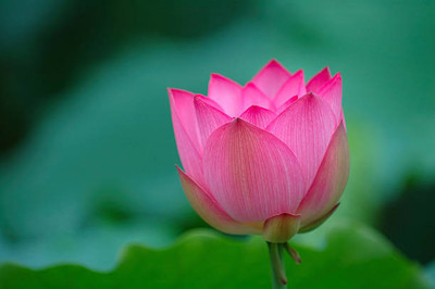 ORAKLE lotus,kamal gatta Seed(14 per packet)