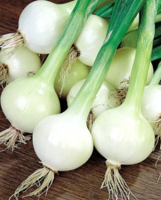 WATIKA Musona Tonda White Onion Seed(1000 per packet)