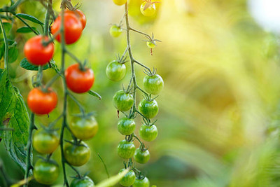 Rawmest tomato Seed(140 per packet)