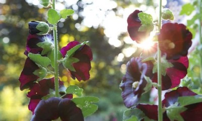 KANAYA Hollyhock Hybrid Flower Seed(10 per packet)