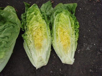 KNESSiN Lettuce Little Gem Seed(1250 per packet)